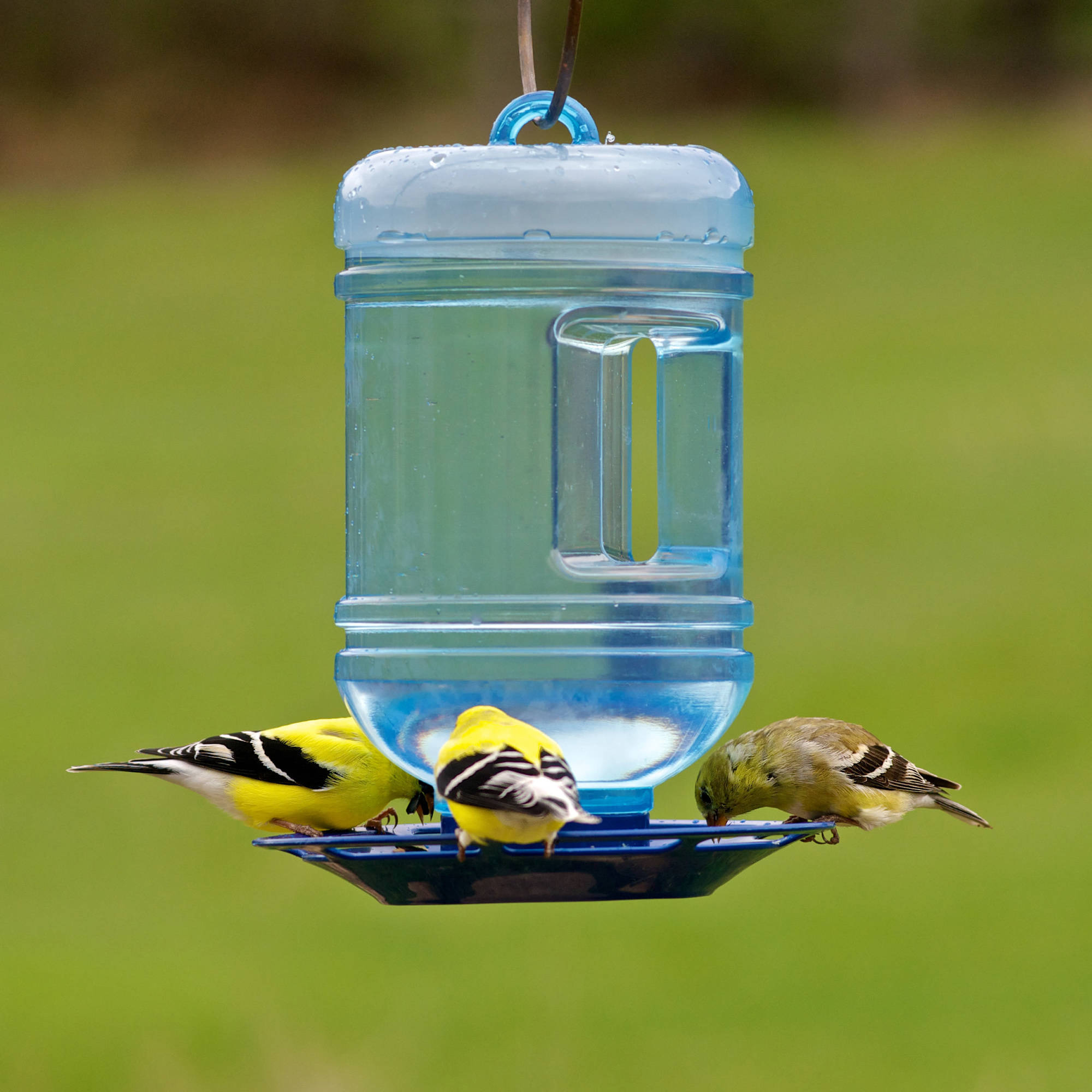 Perky-Pet 48 oz Water Cooler Bird Waterer