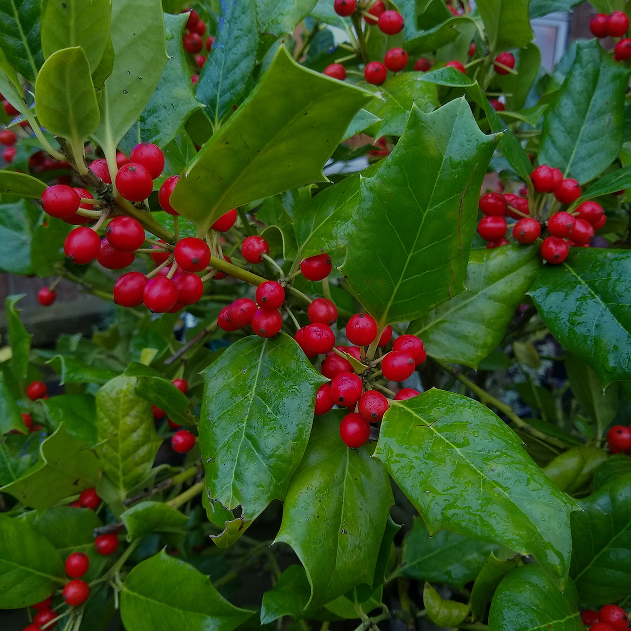 Nellie Stevens Holly 1 Gal. - Beautiful Red Berries - Hardy Evergreen Foliage