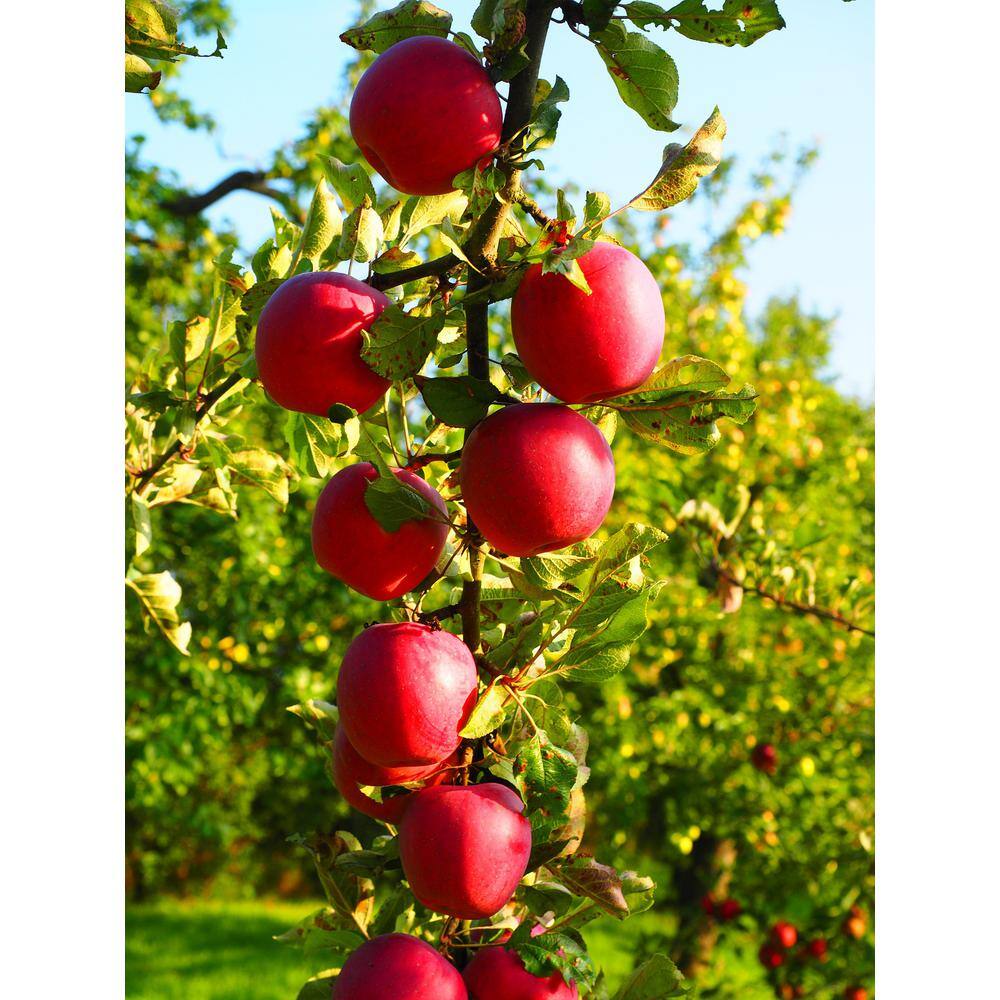 Online Orchards Cortland 3 ft. - 4 ft. Tall 2-Years Old Apple Tree Bare-Root FTAP011