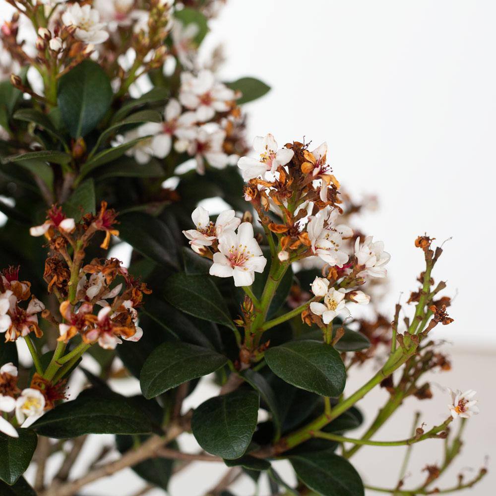 SOUTHERN LIVING 2 Gal. Spring Sonata Indian Hawthorn Live Evergreen Shrub White Flower Clusters 51692