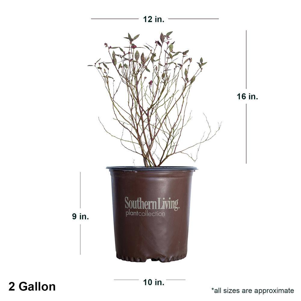 SOUTHERN LIVING 2 Gal. Hello Darlin Blueberry Deciduous Fruit Bearing Plant Which Produces Medium Sized Blueberries 92792