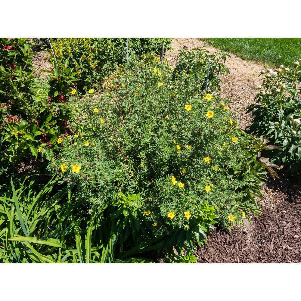 Online Orchards 1 Gal. Gold Drop Potentilla Shrub Beautiful Dwarf Shrub Lights Up with Profuse Golden Blossoms SBPT001