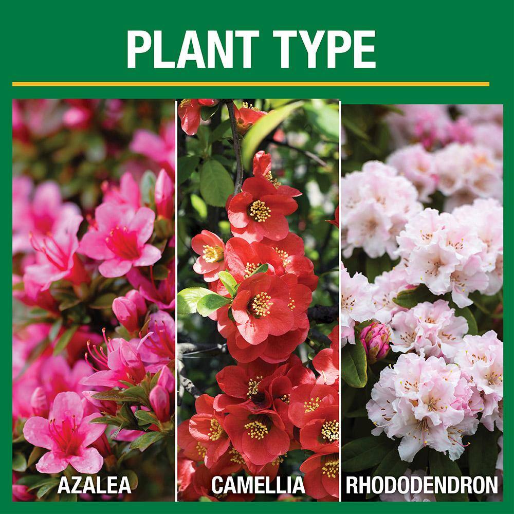 Vigoro 3.5 lb. All Season Azalea Camellia and Rhododendron Plant Food (10-8-8) 124248