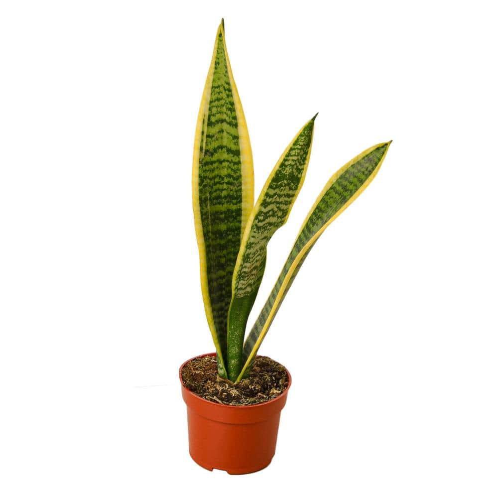 Snake Plant Laurentii (Sansevieria trifasciata) Plant in 4 in. Grower Pot 4_SNAKE_LAURENTII