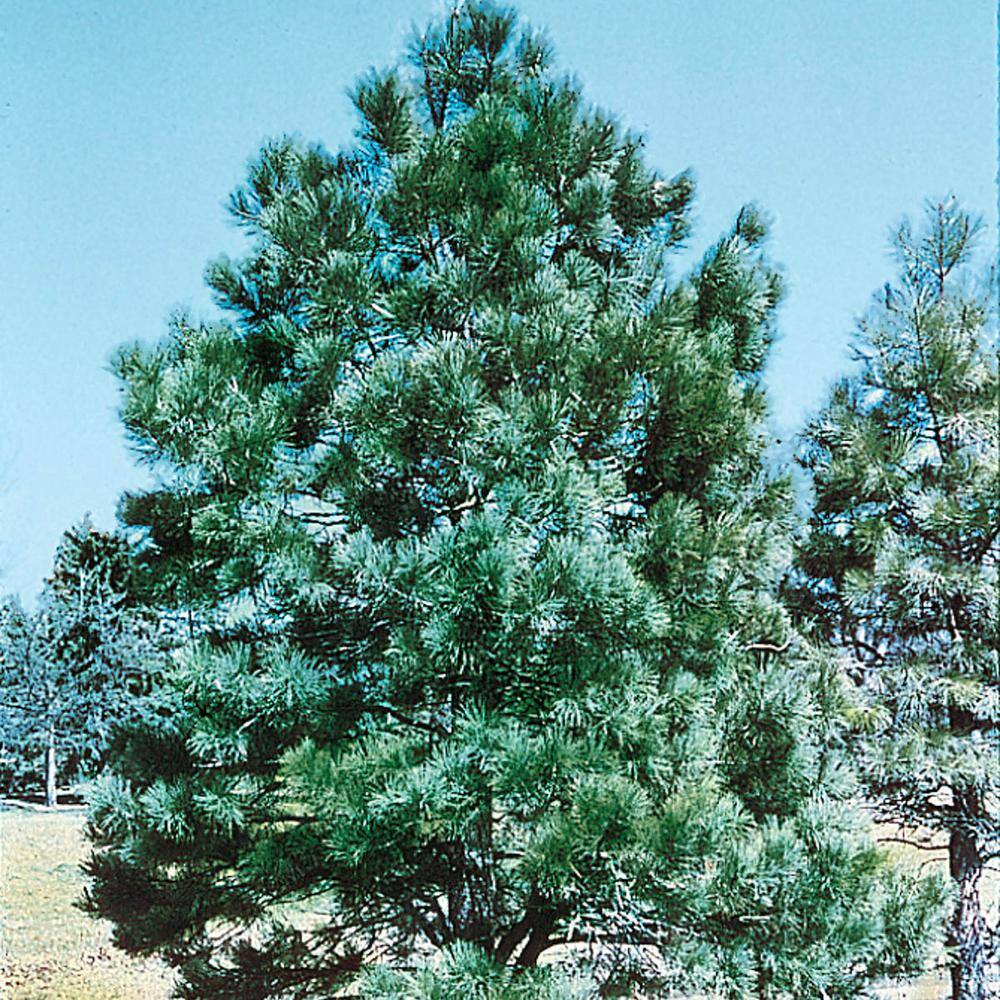 Spring Hill Nurseries 2.25 Gal. Pot Eastern White Pine (Pinus) Live Evergreen 88734