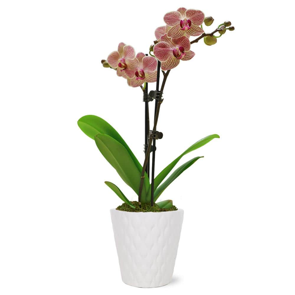 Just Add Ice Orchid (Phalaenopsis) Petite Salmon Plant in 3 in. White Ceramic Pottery J5006