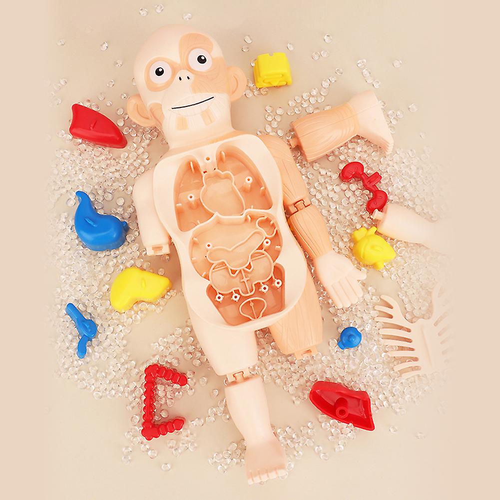 Human Organ Model Decoration Diy Assembly Early Education Cognitive Model Toy