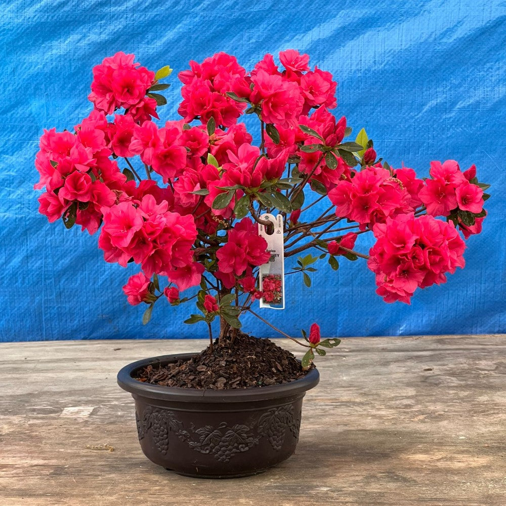 Hershey Red Azalea Bonsai (Live Plant) Indoor/Outdoor Plant