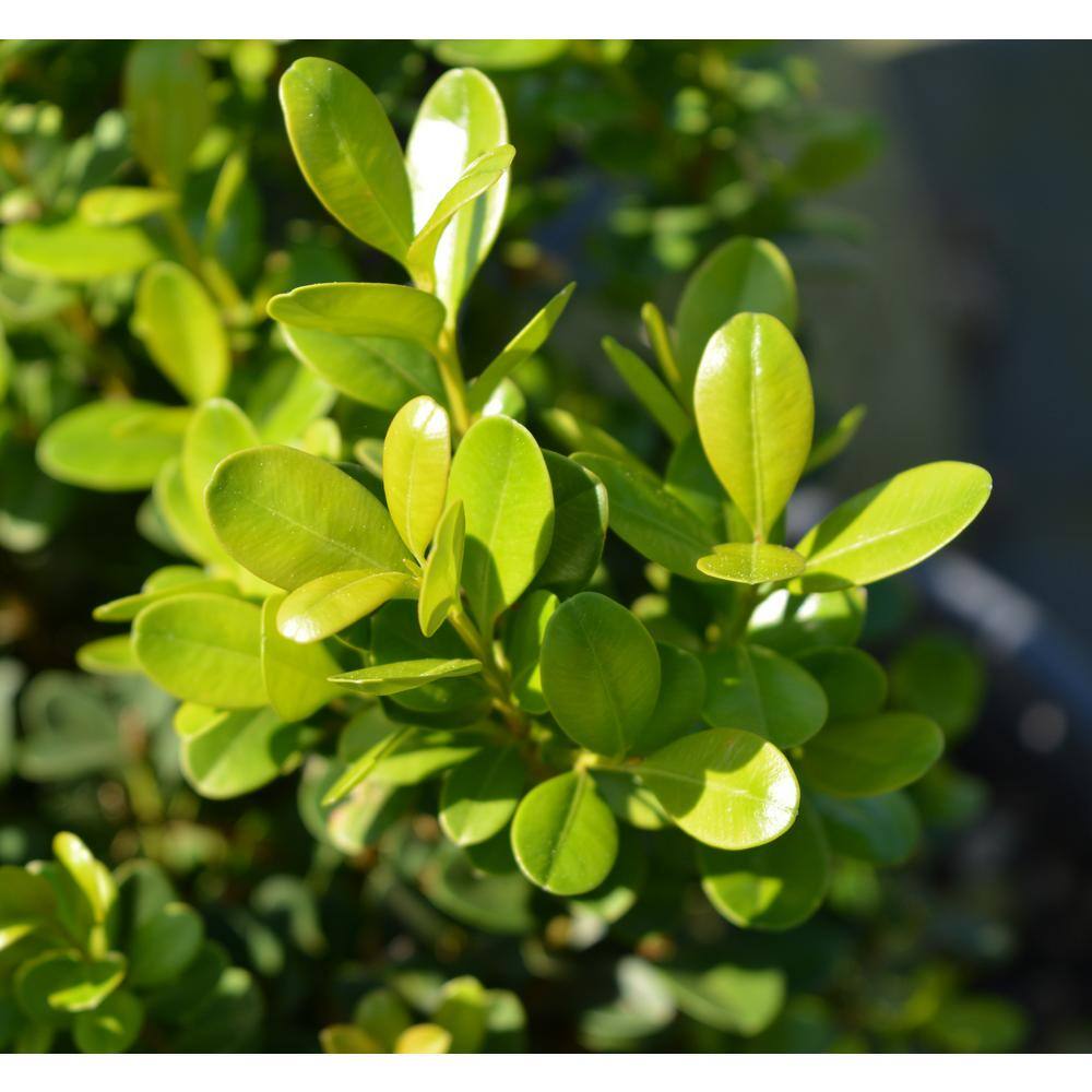 NewGen 3 Gal. Freedom Boxwood (Buxus) Live Plant Easy Care Evergreen Deer Resistant Shrub with Round Glossy Green Leaves 10432