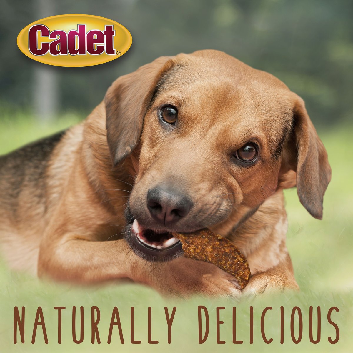 Cadet Gourmet Duck Jerky Dog Treat， 14-oz bag