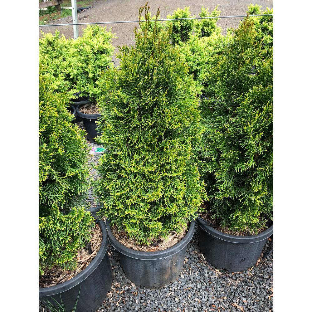 5 Gal. Emerald Green Arborvitae Tree CFSP504