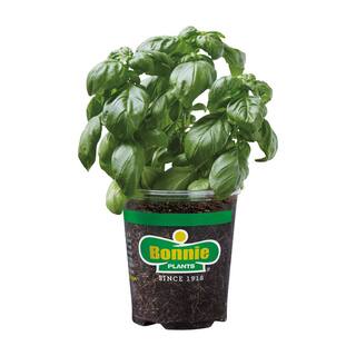 Bonnie Plants 19.3 oz. Sweet Genovese Basil Herb Plant 118480