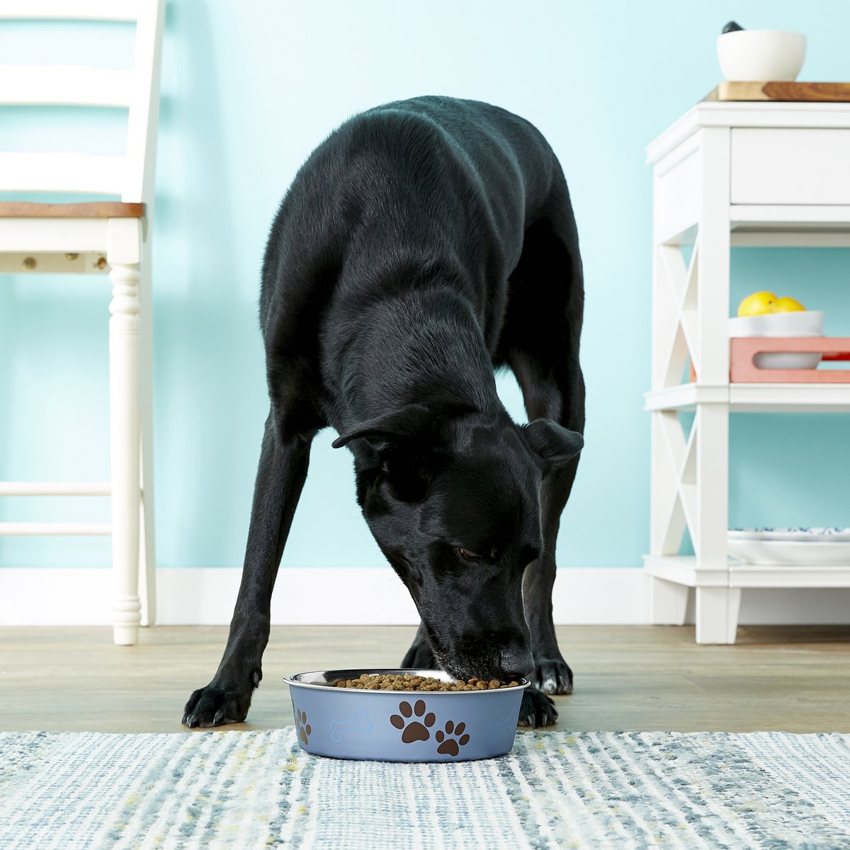 Loving Pets Bella Bowls Pet Bowl， Metallic Blueberry