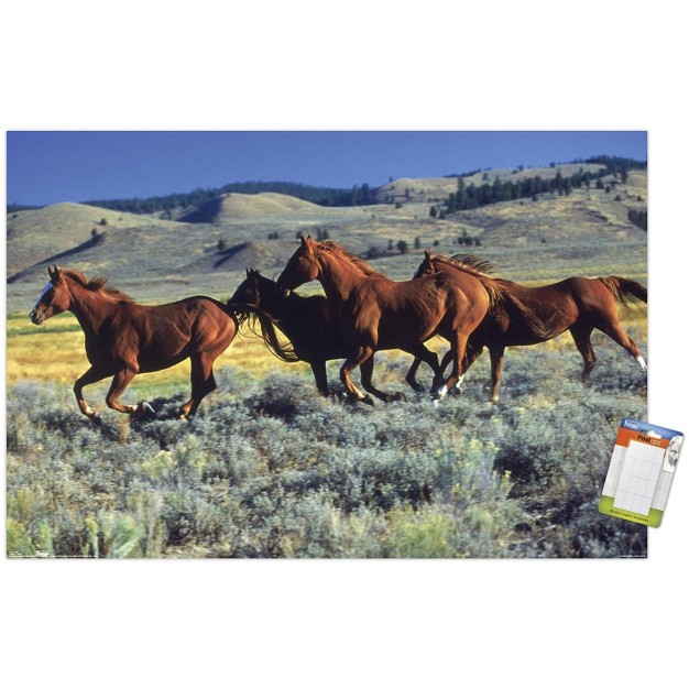 Trends International Animals Horses Running On The Planes Unframed Wall Poster Prints