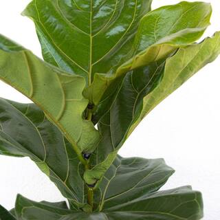 United Nursery Fiddle Leaf Fig Ficus Lyrata Bush Live Indoor Outdoor Plant in 10 inch Premium Sustainable Ecopots Dark Grey Pot FLYRATA10DG