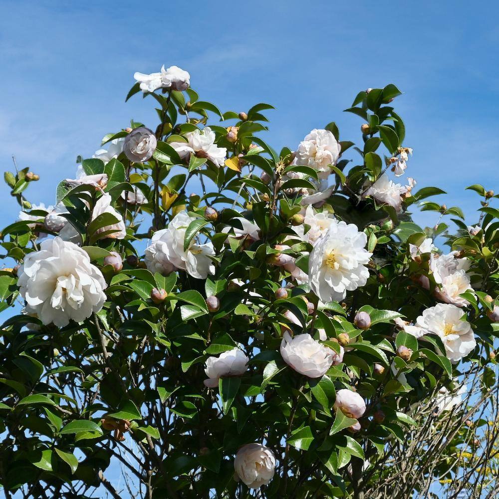 national PLANT NETWORK 3 gal. Camellia Mine No Yuki Shrub with White Flowers HD1656