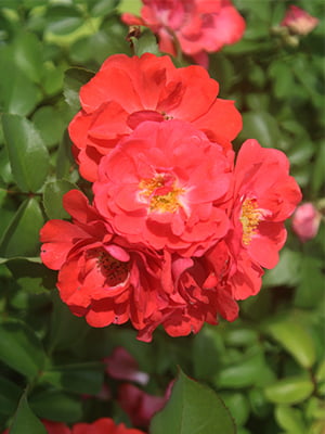 1 Gal. Coral Drift Rose Bush - Showy Vibrant Blooms