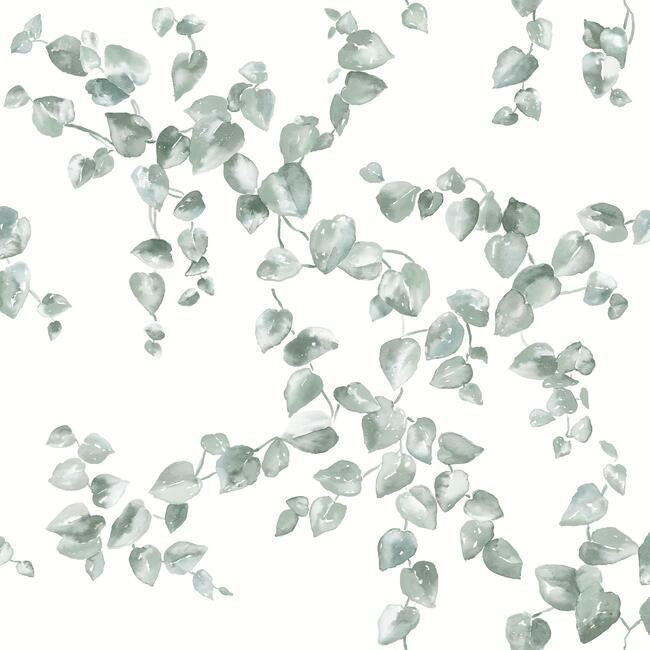 Sample Creeping Fig Vine Wallpaper in Sage from the Simply Farmhouse Collection