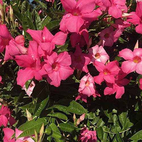 Mandevilla Giant Dark Pink 3 inch pot