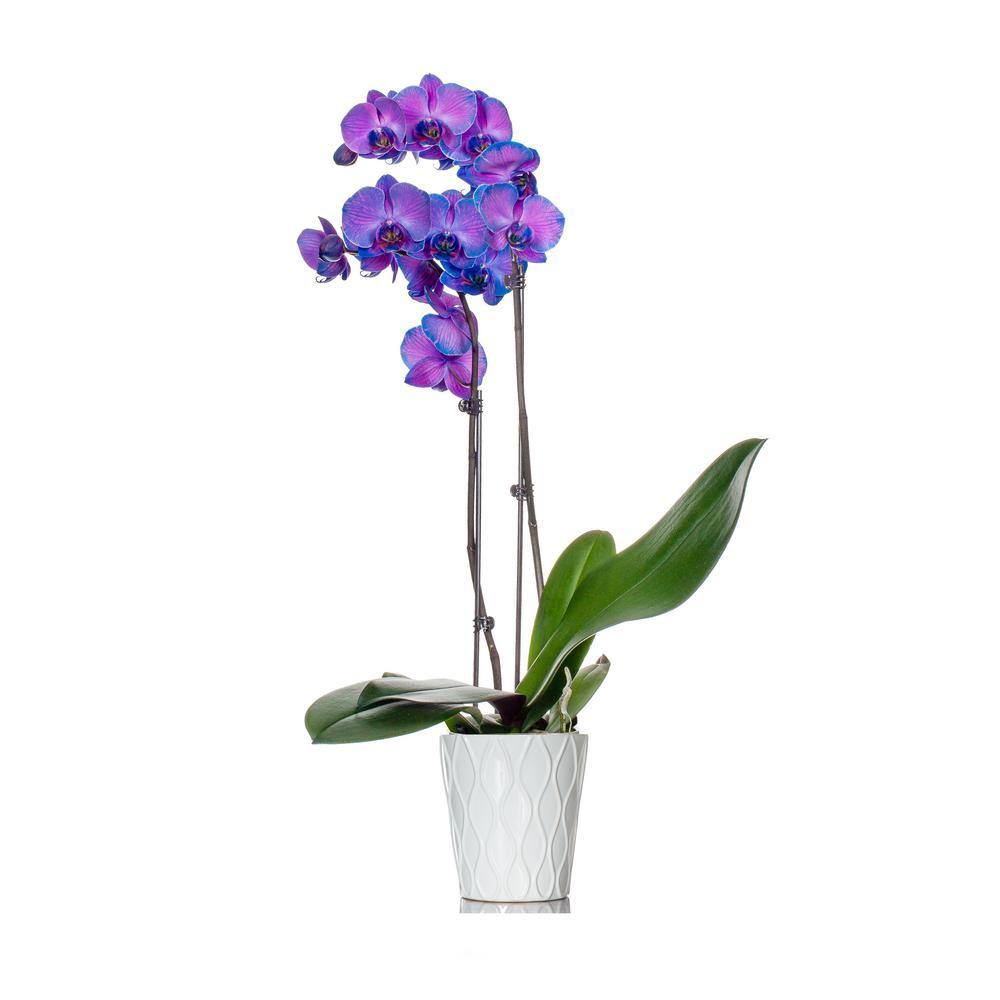 Classic Purple Watercolor Orchid in Ceramic Pot 406983