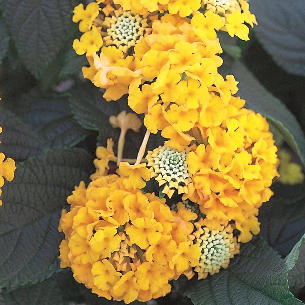 Vigoro 2 QT Lantana 'Chapel Hill Gold' Yellow Perennial Plant 1005991287