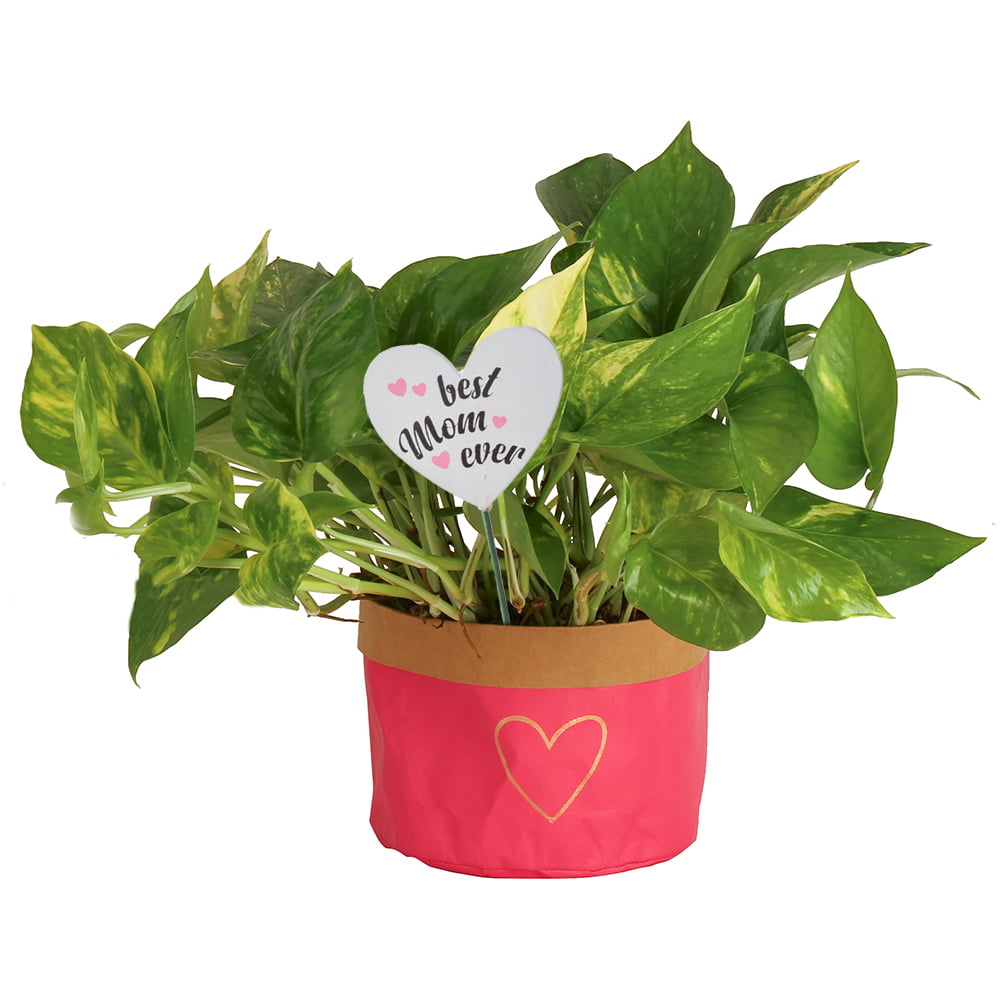 Costa Farms  Live Indoor 10in. Tall Green Devil's Ivy Pothos; Medium， Indirect Light Plant in 6in. Décor Pot