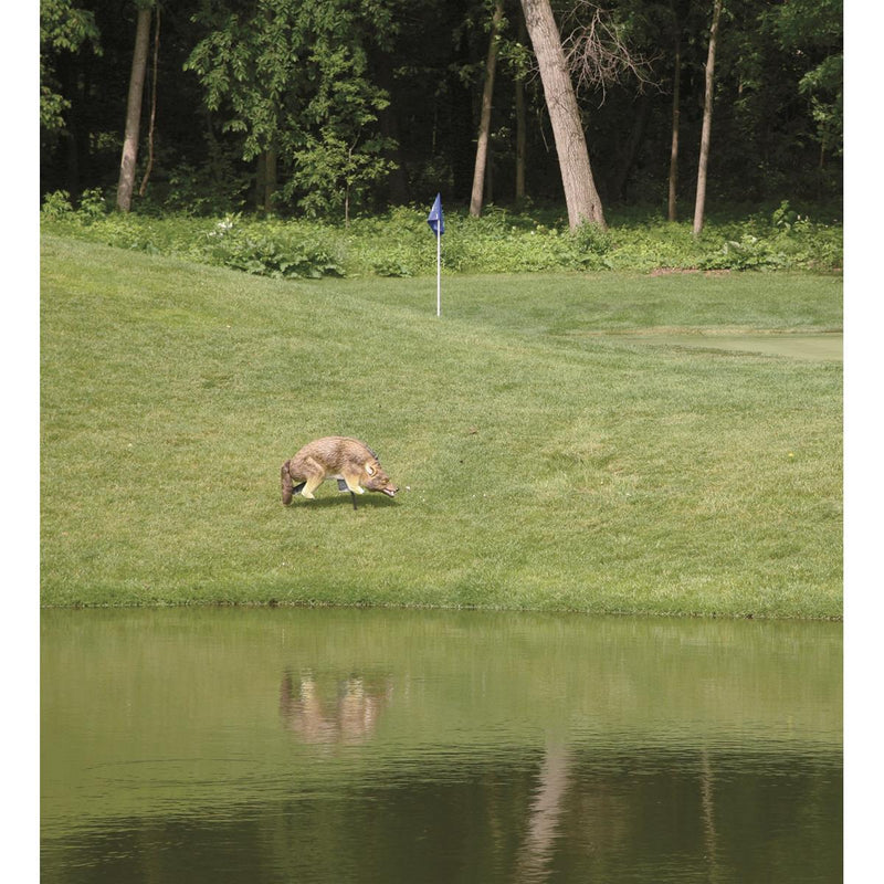 3-D Predator Coyote Decoy