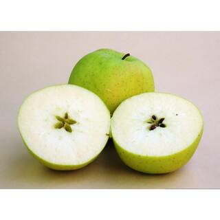 Online Orchards 3 ft. Golden Delicious Apple Tree with Honeyed Sweet Light Gold Fruit FTAP208