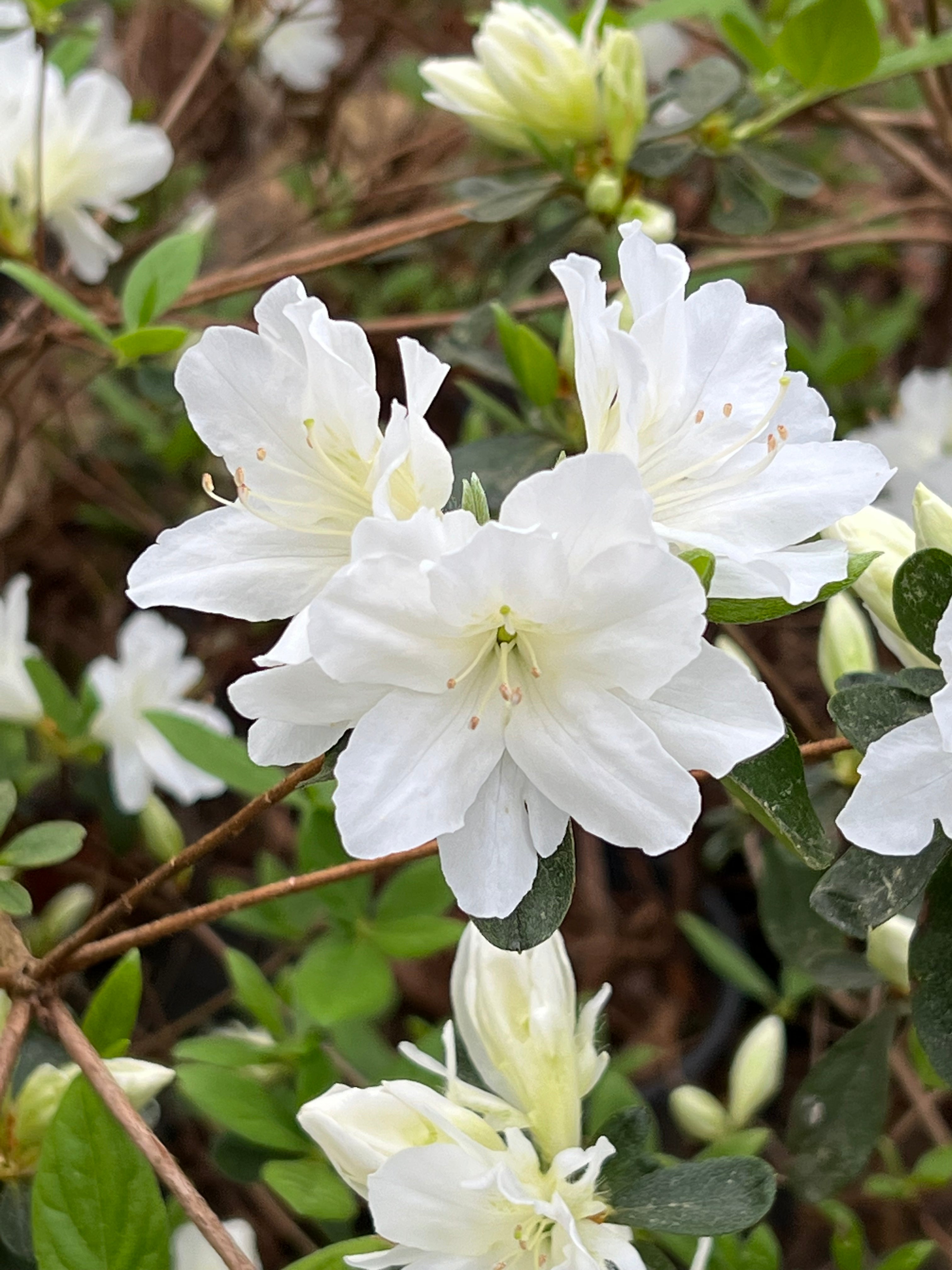 Delaware Valley White Azalea