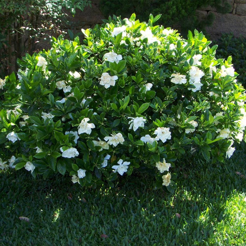 1 Gal. Frostproof Flowering Gardenia Shrub (2-Pack) THD00025