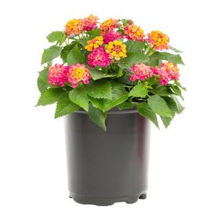 METROLINA GREENHOUSES 2.5 Qt. Lantana Annual Plant 19640