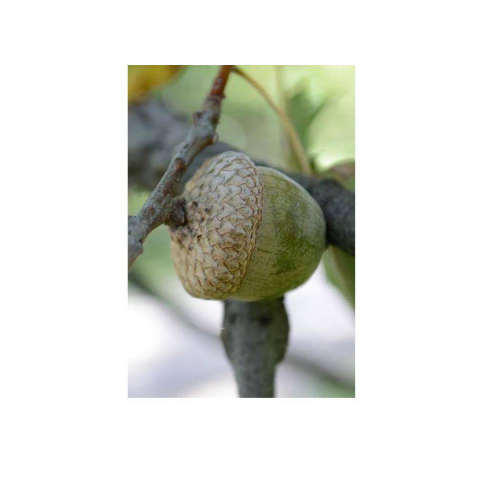 7 Gal. Nuttall Oak Shade Tree OAKNUT07G