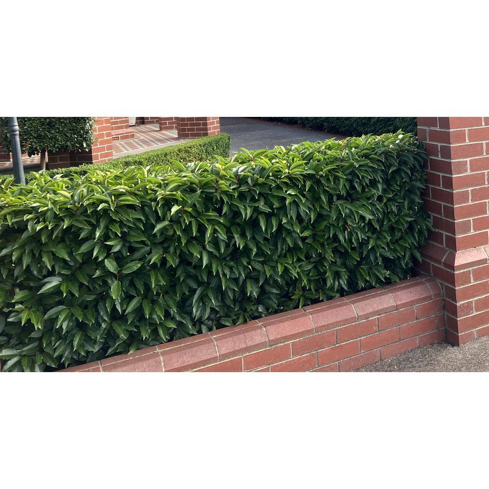 Online Orchards 1 Gal. Portuguese Evergreen Laurel Shrub with Fragrant White Flowers and Small Red Cherries SBCL002