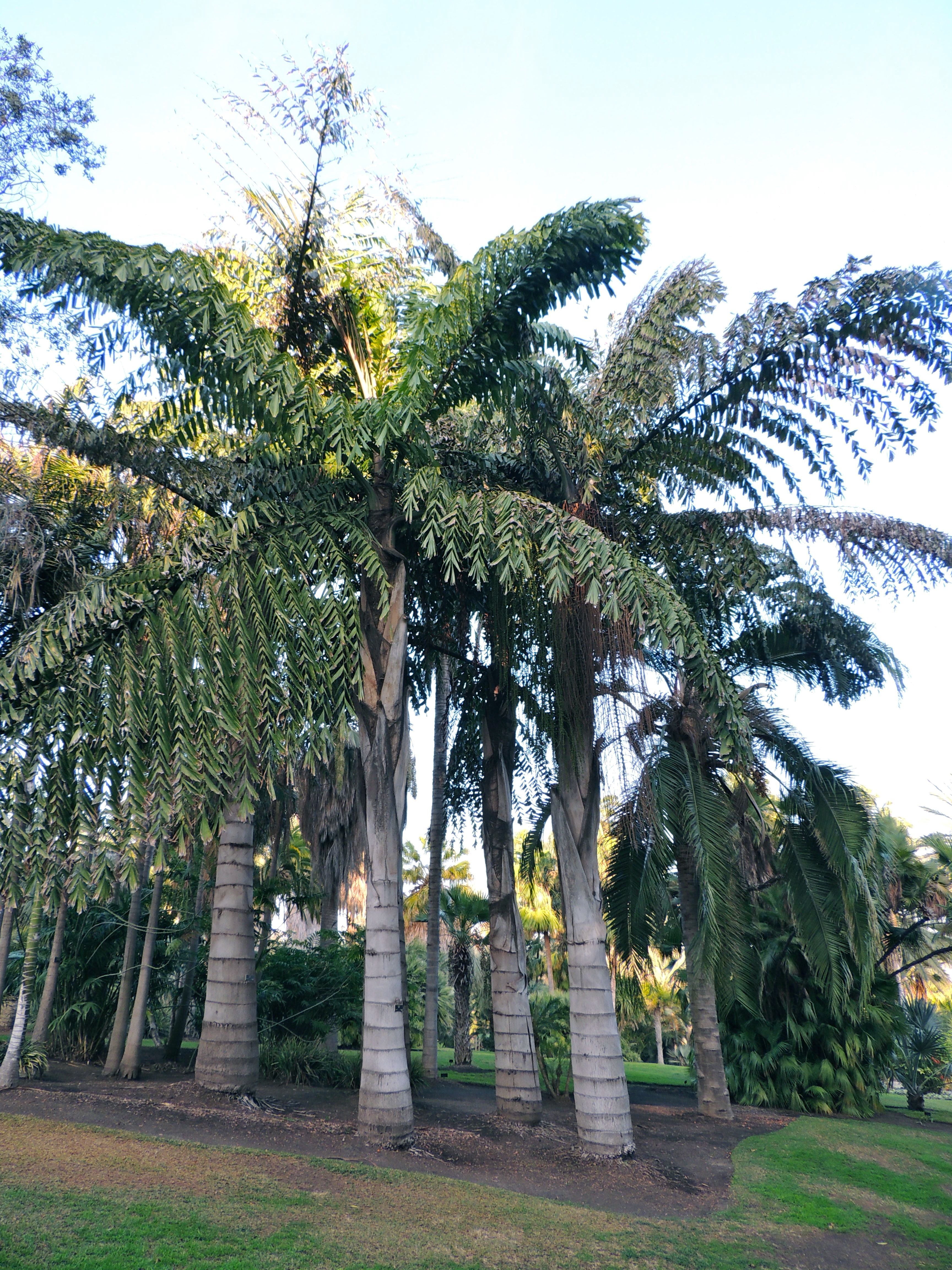 Giant Fishtail Palm - Live Plant in an 10 Inch Growers Pot - Caryota Obtusa - Extremely Rare Ornamental Palms from Florida