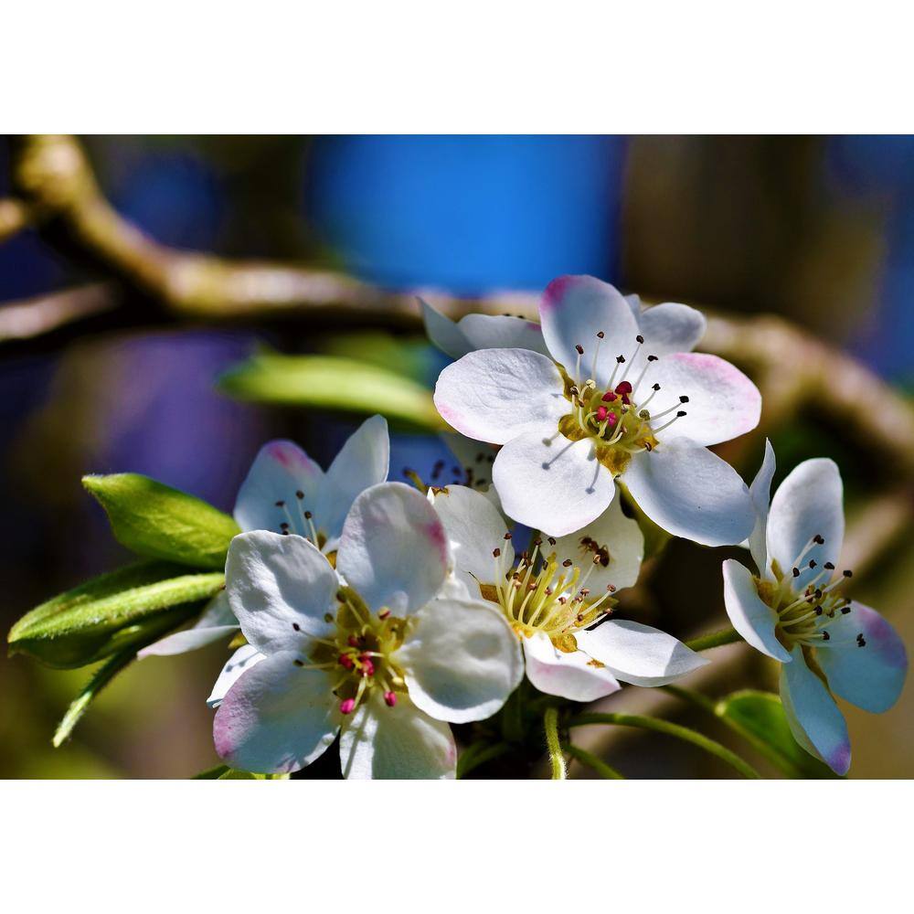 Online Orchards Dwarf Summercrisp Pear Tree - Cold Hardy Juicy and Crisp Red Pears (Bare-Root 3 ft. to 4 ft. Tall 2-Years Old) FTPR004