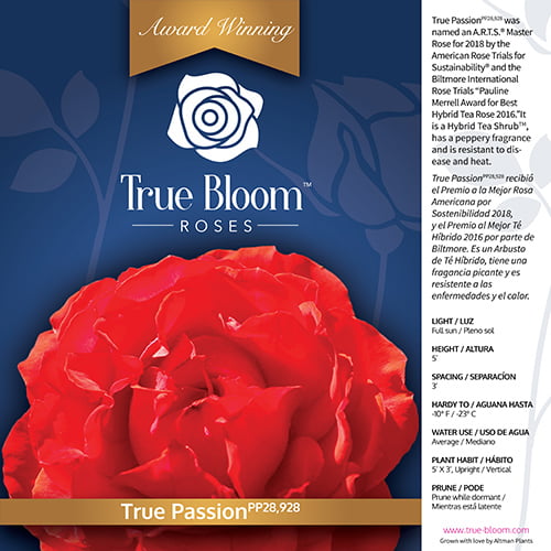 True Bloom by Altman Plants 8QT True Passion Rose Live Plant