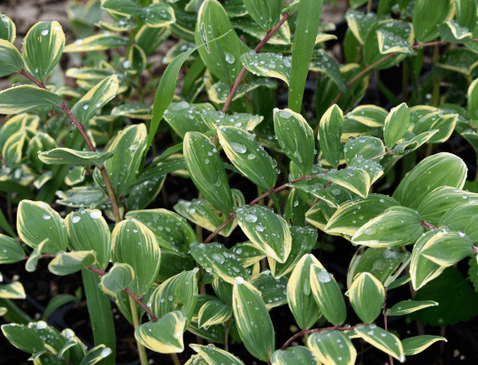 Japanese Solomon's Seal - Variegatum- Polygonatum multiflorum - Shade - 4