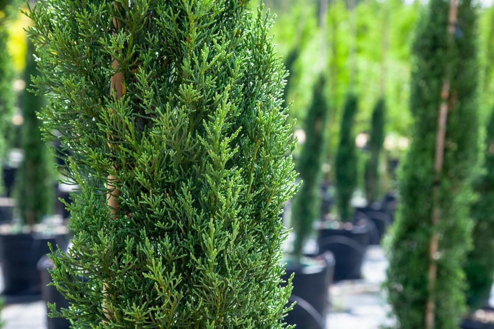 2-3ft Italian Cypress - Evergreen - Drought Tolerant