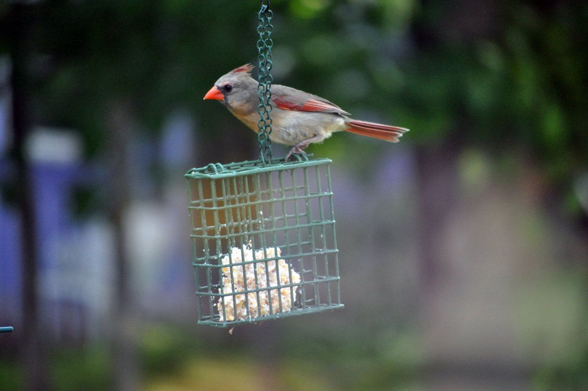 CandS Fruit n' Nut Treat Suet Wild Bird Food