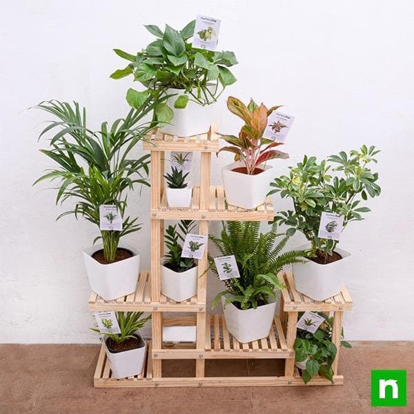 Attractive houseplants on wooden stand for indirect bright light area