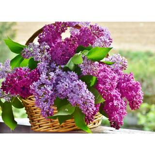 Online Orchards 18 in. - 36 in. Tall Bare-Root Royal Purple Lilac Shrub FLLI001