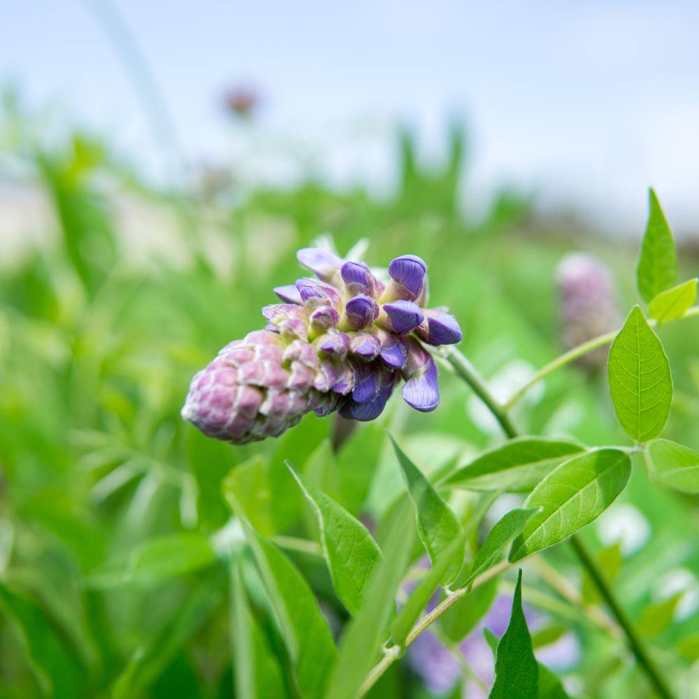 Perfect Plants Wisteria Amethyst Falls in 1 Gal. Growers Pot Fragrant Purple Blooms THD00604