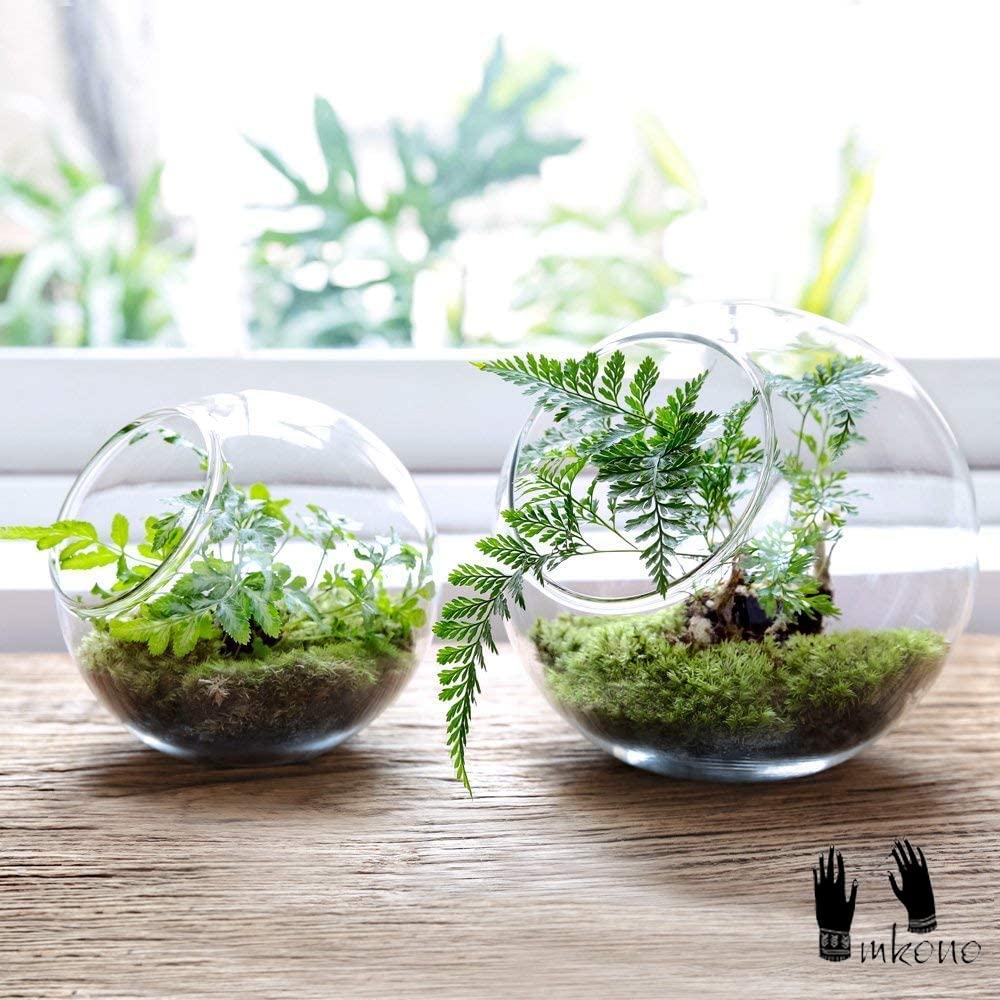 Plant Terrarium Display Glass Tabletop Succulent Air Plant Planter Globe Microlandschaft House