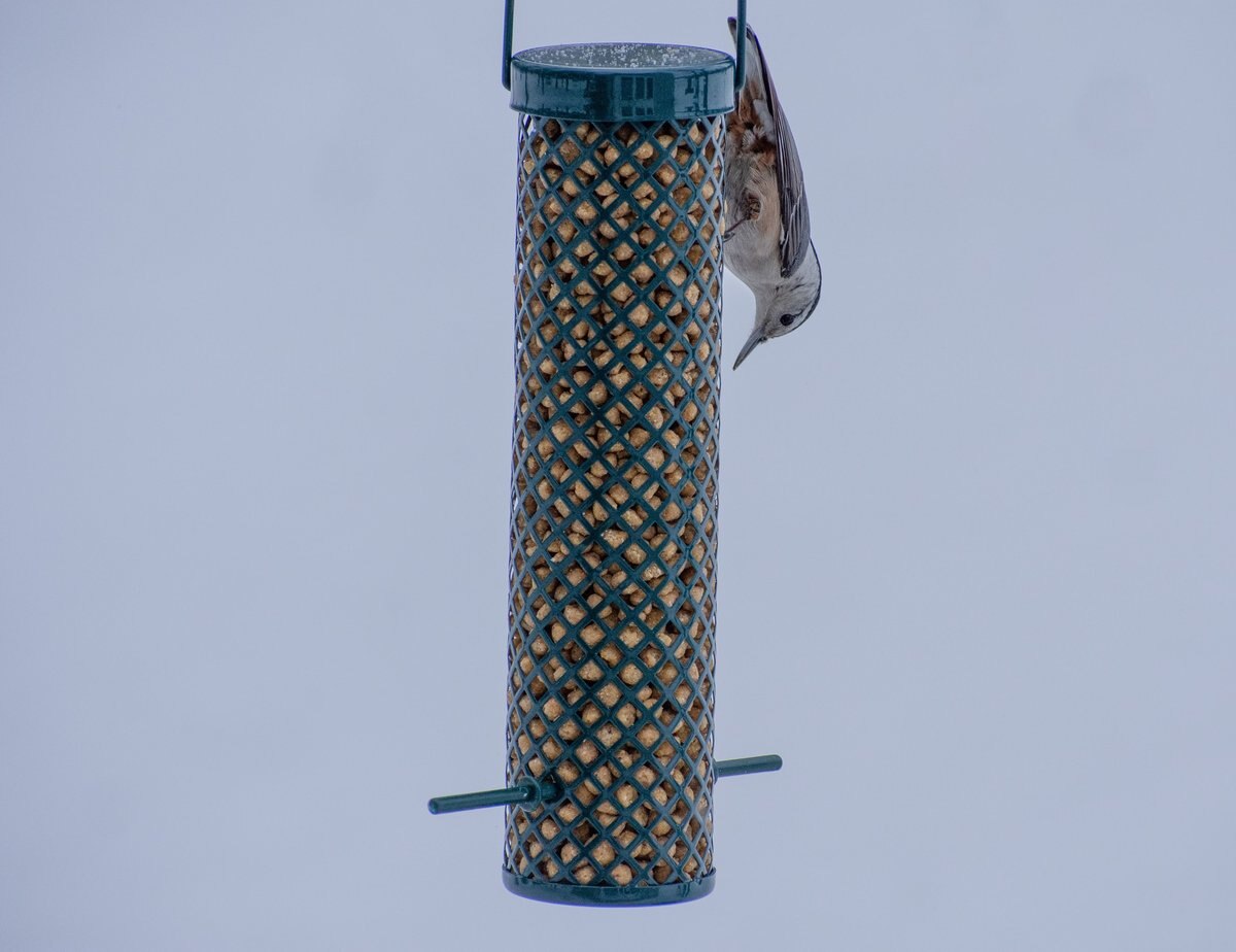 CandS Woodpecker Suet Nuggets Wild Bird Food