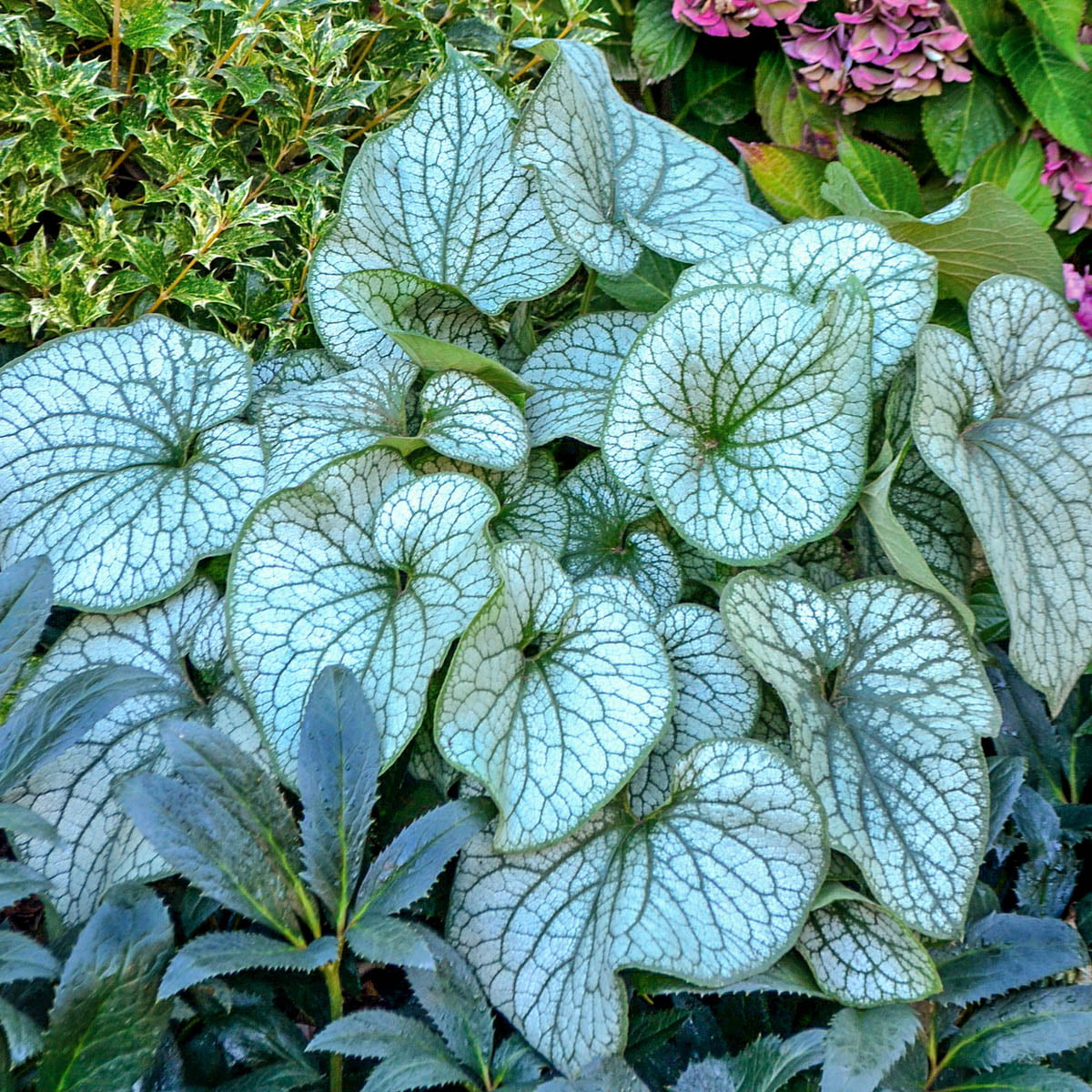 Alexander's Great Brunnera Dormant Bare Root Perennial Plant， 1-Pack