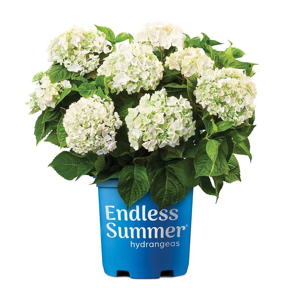 Endless Summer 2 Gal. Blushing Bride Reblooming Hydrangea Flowering Shrub White to Blush Pink Flowers 14758