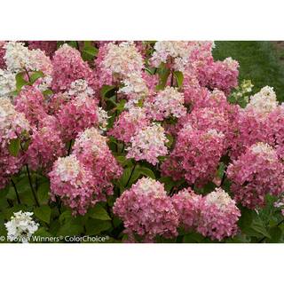 PROVEN WINNERS 1 Gal. Fire Light Hardy Hydrangea (Paniculata) Live Shrub White to Pink and Red Flowers HYDPRC1096101