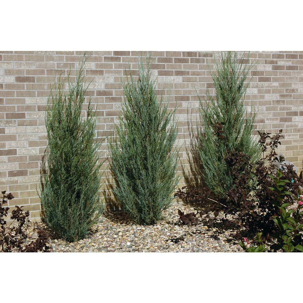 Online Orchards 1 Gal. Blue Arrow Juniper Shrub CFJP007