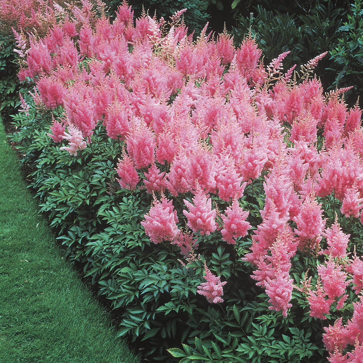 Pink Flowering Astilbe Perennial Mixture， Dormant Bare Root Starter Plants， (6-Pack)