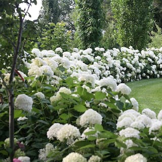 PROVEN WINNERS 5 Gal. Incrediball Hydrangea Shrub with Enormous White Blooms 18132